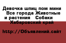 Девочка шпиц пом мини - Все города Животные и растения » Собаки   . Хабаровский край